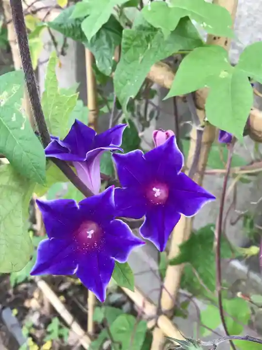 五條天神社の自然