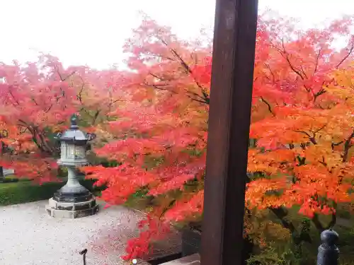 禅林寺（永観堂）(京都府)