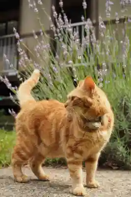 天王山 安楽寺(福井県)