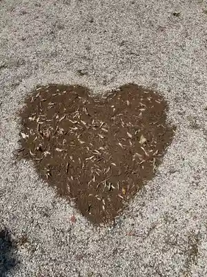 忠興八幡神社(愛知県)