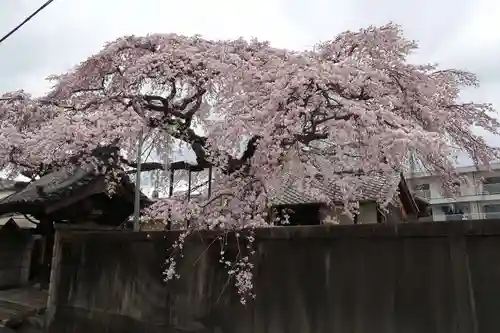 心念寺(三重県)