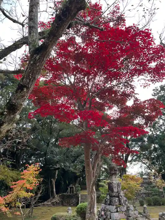 花山院菩提寺の自然