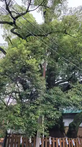 富知六所浅間神社の自然