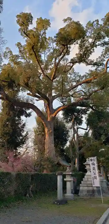 北野天満宮の自然
