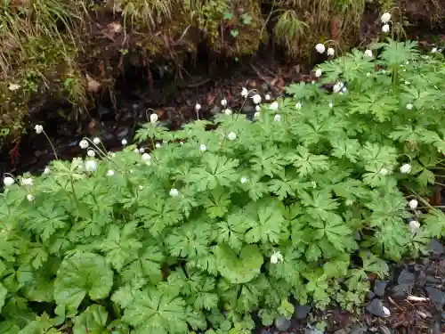 戸隠神社奥社(長野県)