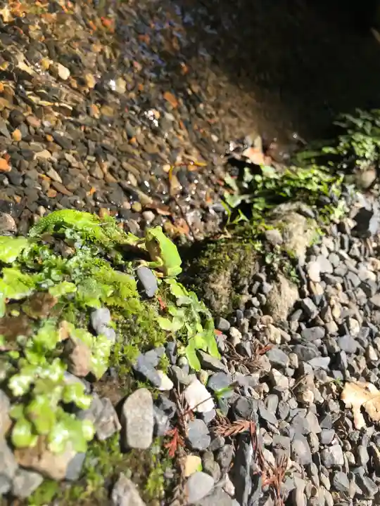 日吉大社の動物
