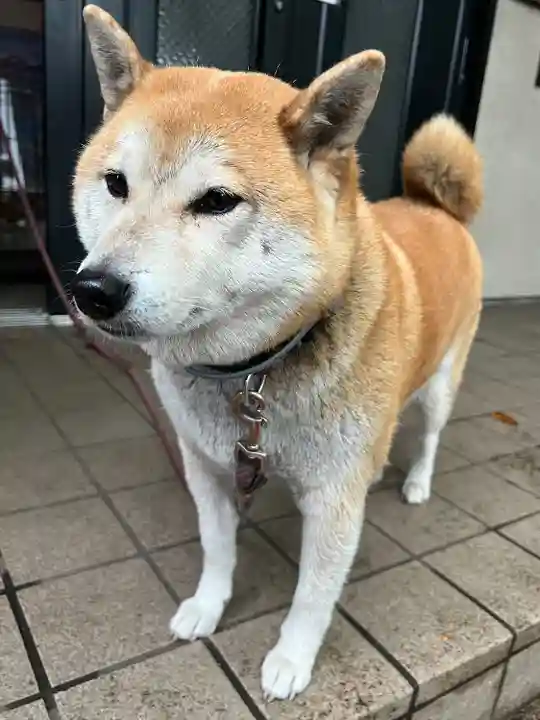 笠䅣稲荷神社(神奈川県)