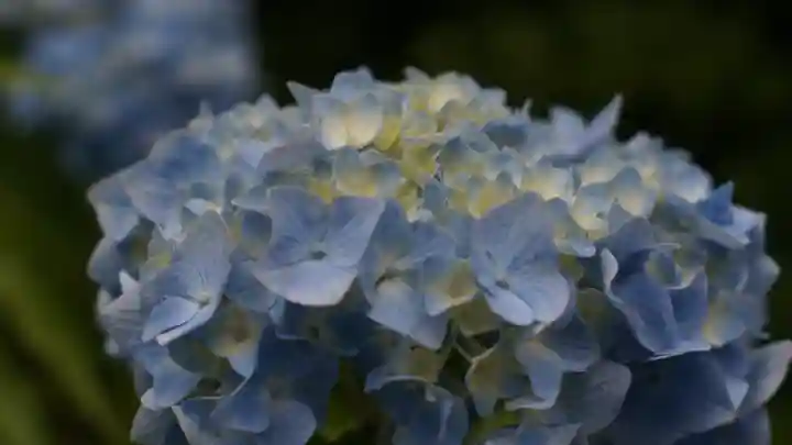 三室戸寺(京都府)