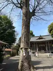 青渭神社の自然