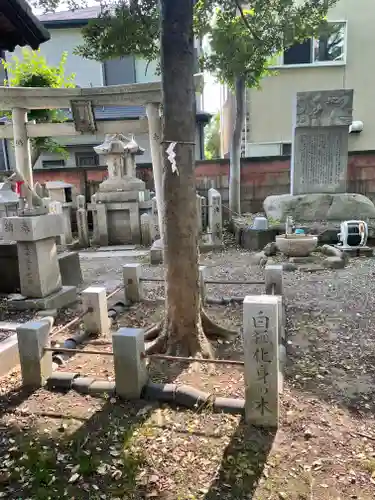 信太森神社（葛葉稲荷神社）の鳥居