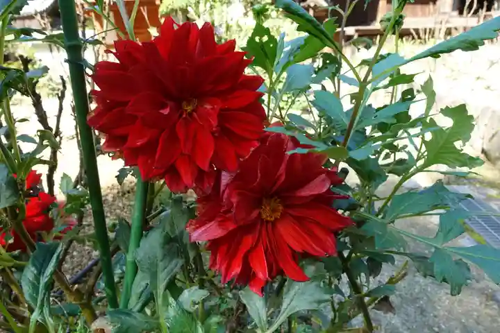 岡寺(龍蓋寺)の自然