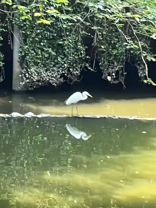 東京大神宮(東京都)