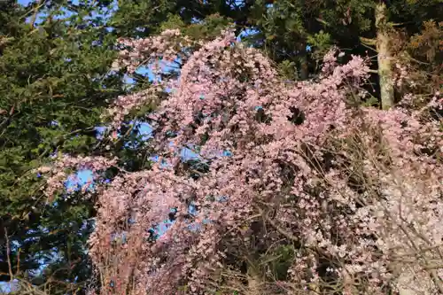 阿久津「田村神社」（郡山市阿久津町）旧社名：伊豆箱根三嶋三社の自然