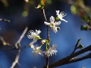 普門寺(切り絵御朱印発祥の寺)の自然(2020年11月12日(木) 19時55分29秒投稿)