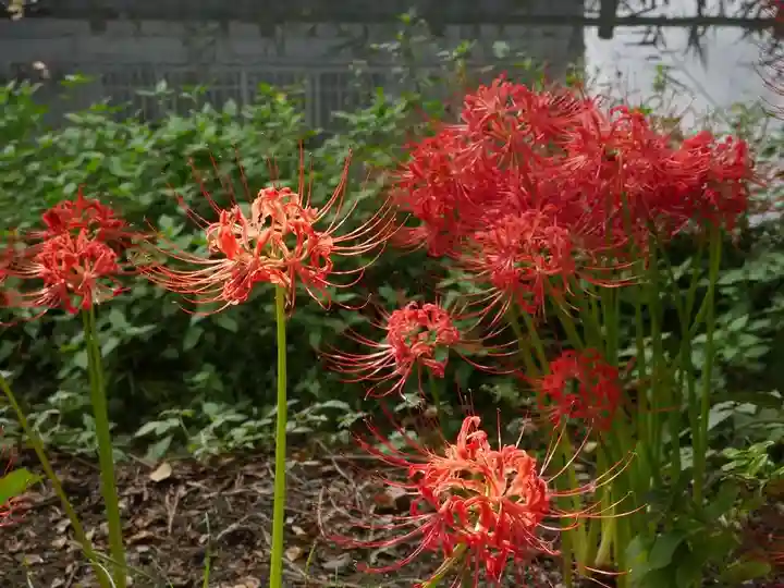 松戸神社の自然