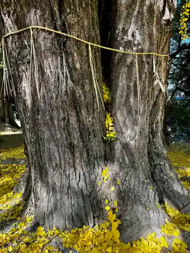 三栖神社(京都府)