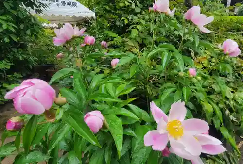 浄明院(愛媛県)