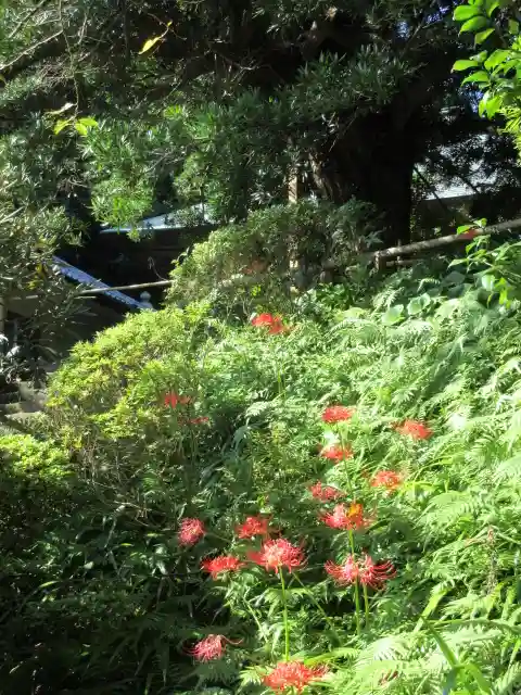 浄光明寺の自然