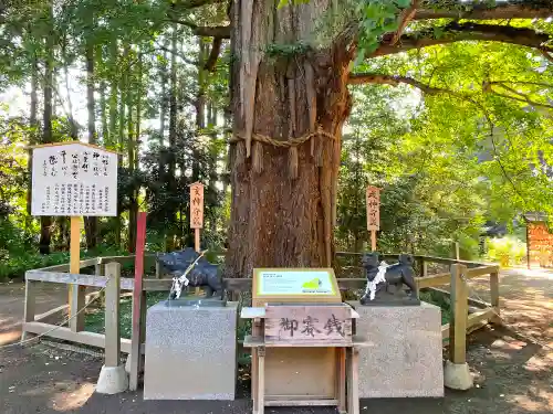 水戸八幡宮の自然