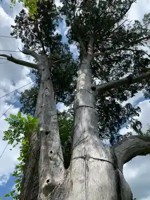 納八幡神社の自然