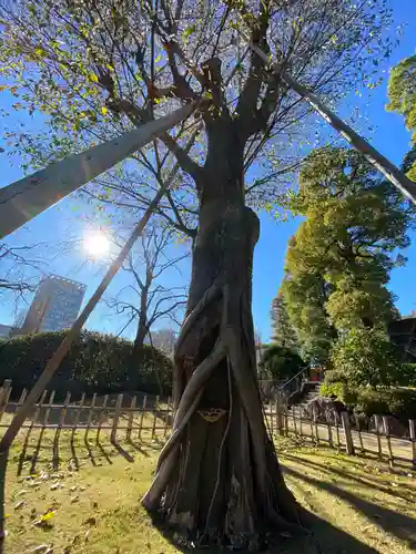 穴八幡宮の自然