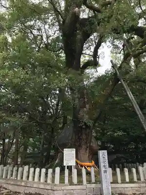大分八幡宮(福岡県)