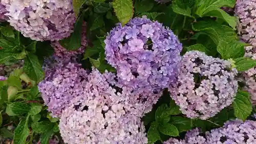佐野原神社の自然