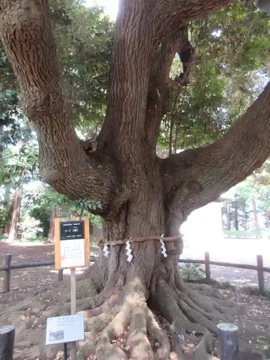 諏訪神社の建物その他