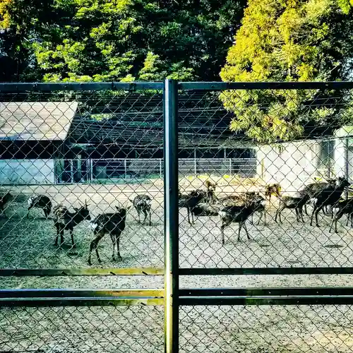 鹿島神宮の動物