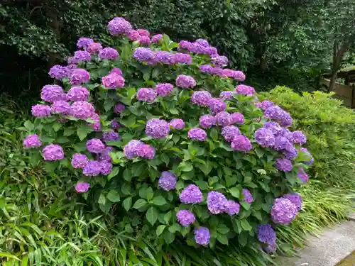 長壽寺（長寿寺）の自然