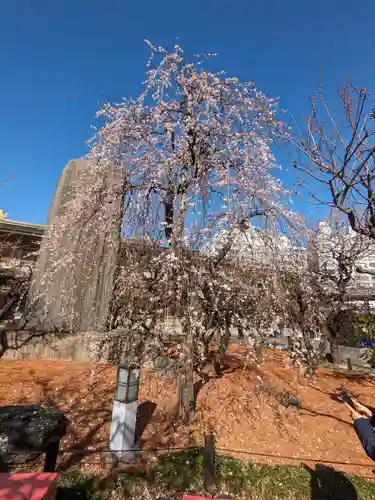 湯島天満宮の自然