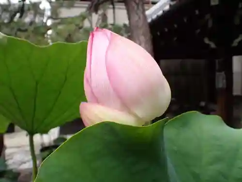 行願寺（革堂）の自然