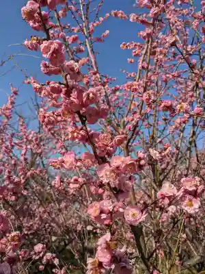 神明神社の{uncategorized: "未分類", other: "その他", undefined: "問題あり", building: "その他建物", grave: "お墓", sacred_gate: "鳥居", guardian: "狛犬", statue: "像", buddha: "仏像", history: "歴史", nature: "自然", garden: "庭園", animal: "動物", pagoda: "塔", temizu: "手水舎", mountain_gate: "山門・神門", sanctuary: "本殿・本堂", subordinate: "末社・摂社", art: "芸術", scenery: "景色", jizo: "地蔵", ema: "絵馬", goshuin: "御朱印", omikuji: "おみくじ", items: "授与品その他", amulet: "お守り", goshuincho: "御朱印帳", eats: "食事", festival: "お祭り", votive_dance: "神楽", shichigosan: "七五三参", wedding: "結婚式", experience: "体験その他", initially: "初詣", around: "周辺", anti_infection: "感染症対策"}
