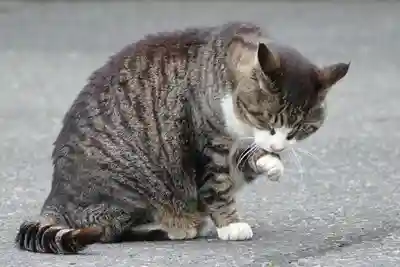 御誕生寺（猫寺）の動物