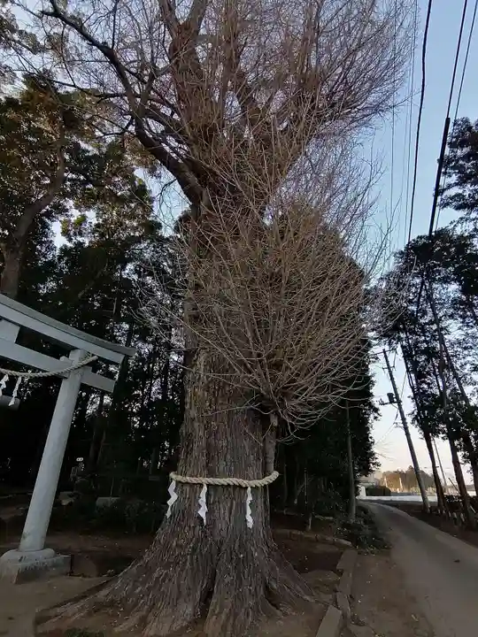 弓田香取神社の自然