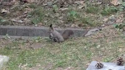 上川神社の動物