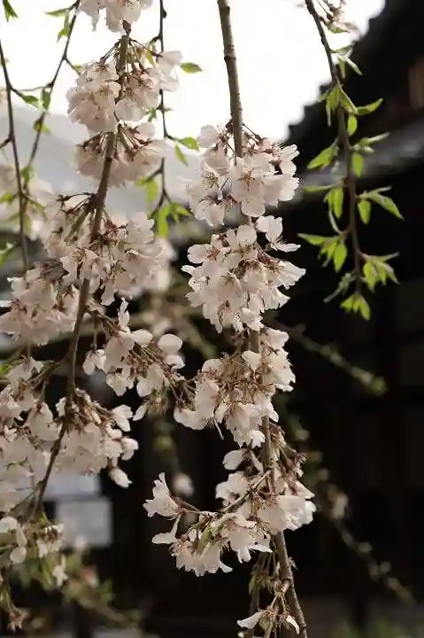 水無瀬神宮の自然