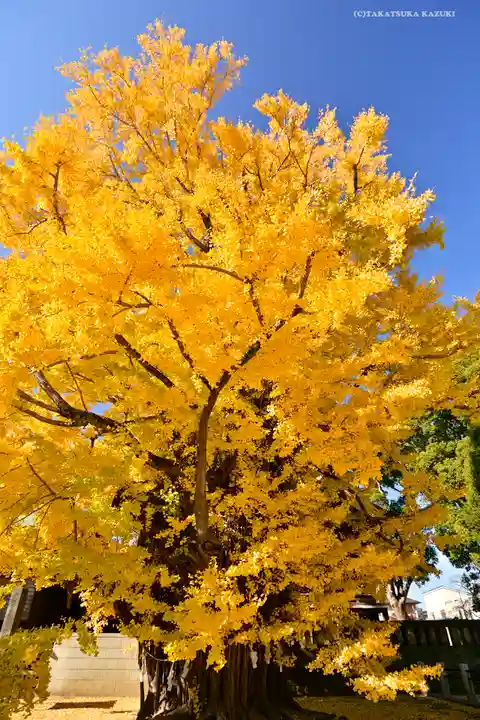 葛飾八幡宮の自然