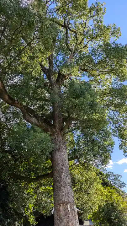 許波多神社(小幡東中鎮座)(京都府)