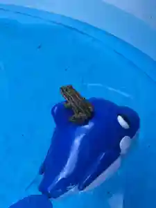 木舟山 順教寺の動物(2021年07月27日(火) 10時01分07秒投稿)