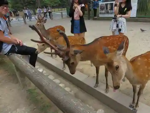 興福寺(奈良県)