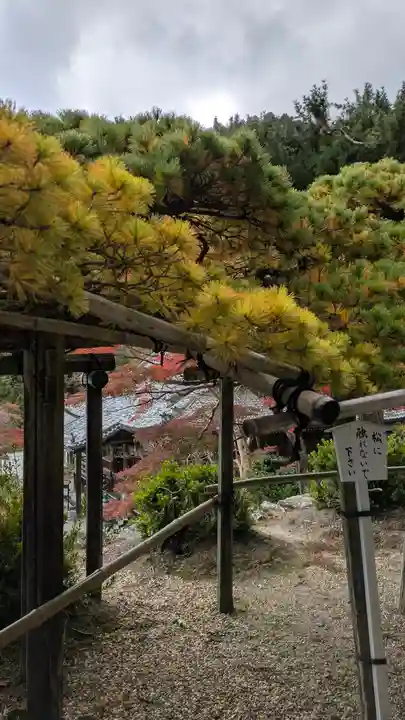 善峯寺(京都府)
