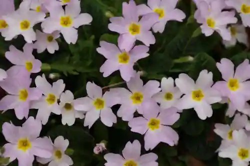 阿邪訶根神社の自然