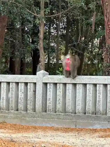 大麻比古神社の動物