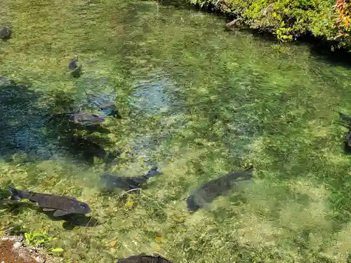 天台宗 五大山 白毫寺の動物