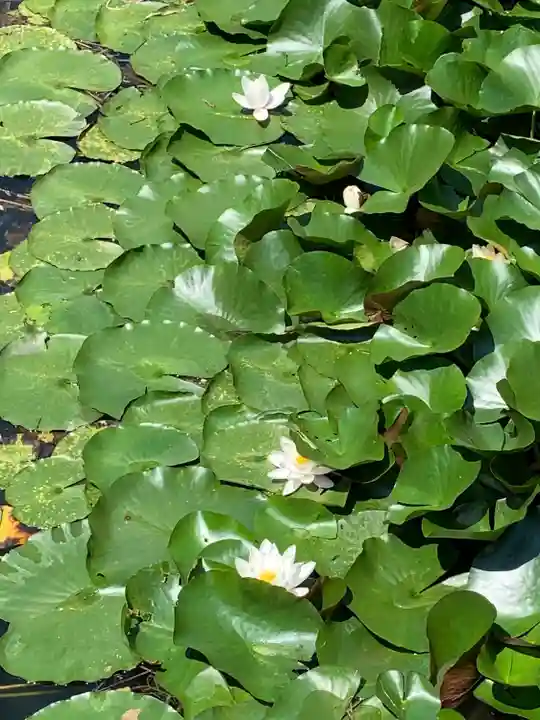 坪沼八幡神社の庭園