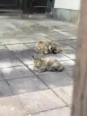 東本願寺（真宗本廟）の動物