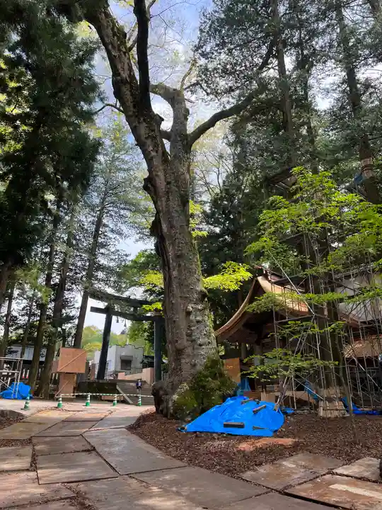 諏訪大社(長野県)