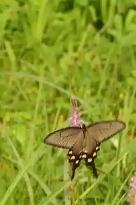 円城寺(島根県)
