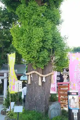 川越八幡宮の自然